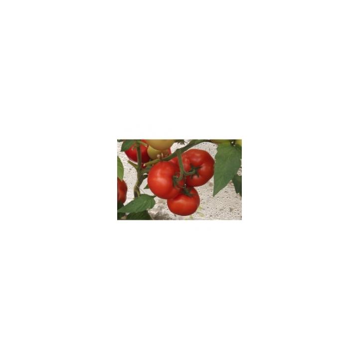 Seminte de tomate Qualitet (500 sem)