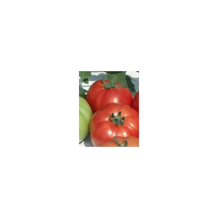 Seminte de tomate Reyana F1, 10 gr