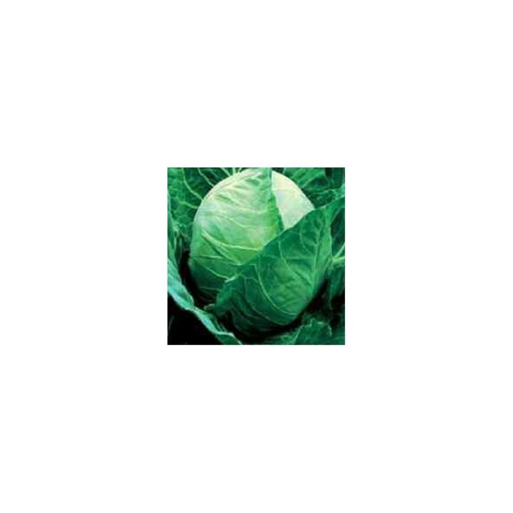 Seminte de varza alba Tucana F1 (1000 sem)