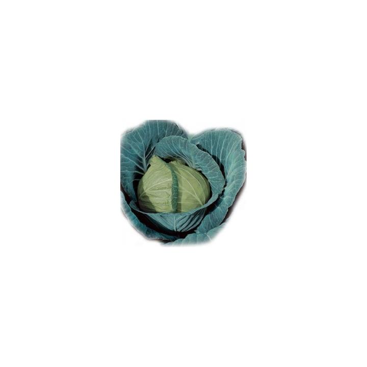 Seminte de varza Gloria F1, 2500 sem