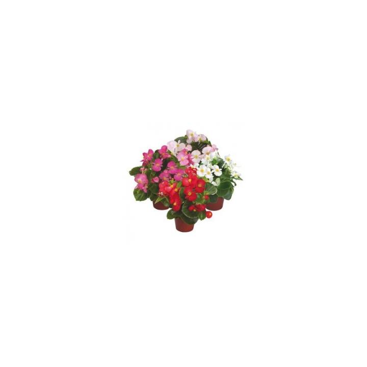 Seminte flori Begonia Semperflorens F1 Emperor, 1000 seminte