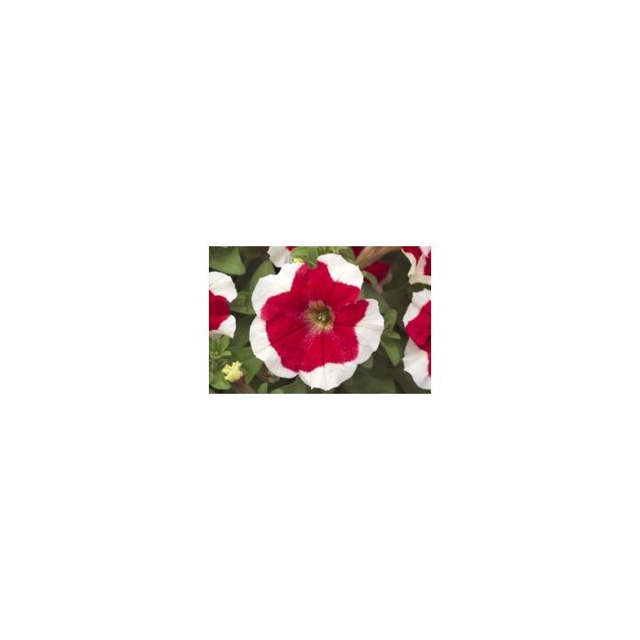 Seminte flori Petunia Grandiflora Hulahoop F1, 1000 drajeuri