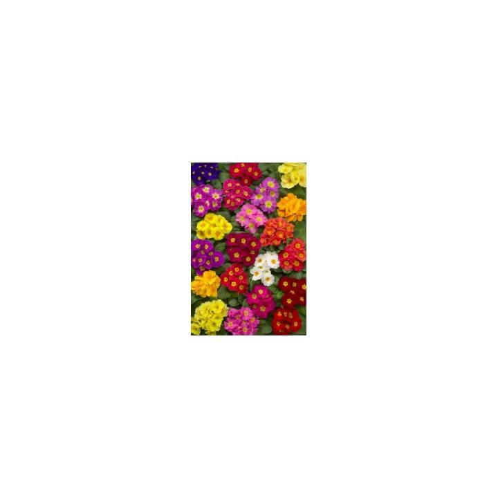 Seminte flori Primula Acaulis Danova F1, 1000 seminte