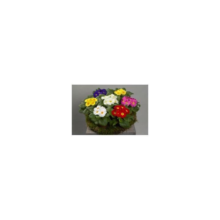 Seminte flori Primula Acaulis Dawn F1, 1000 seminte