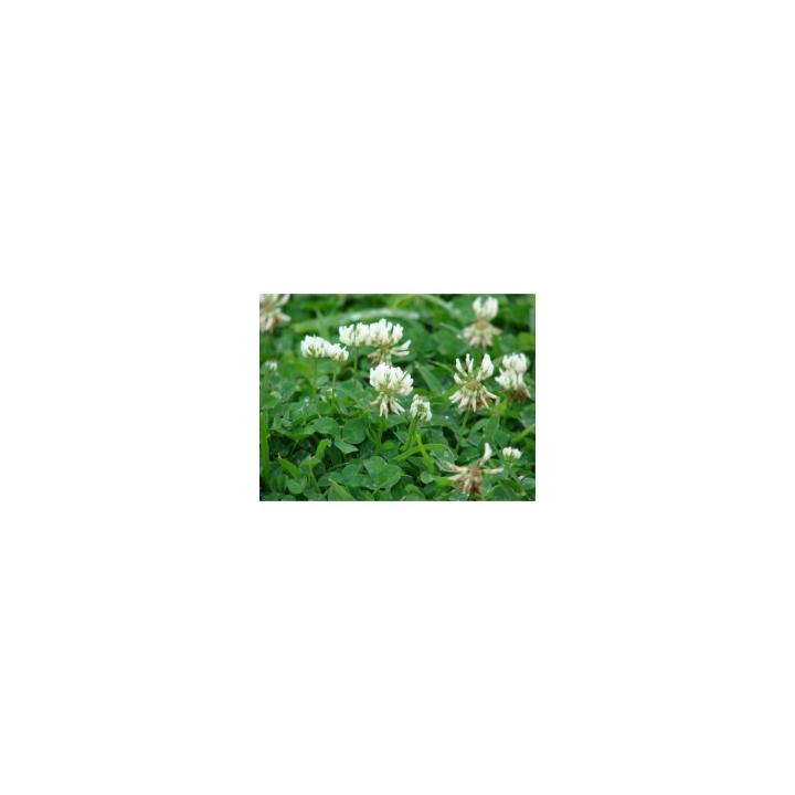 Seminte plante furajere trifoi alb Rivendel (kg)