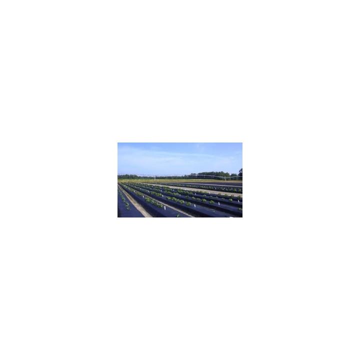 Folie neagra de mulcire (0,80 m latime)