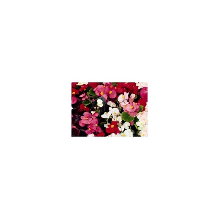 Seminte de flori Begonia Semperflorens F1 President mix