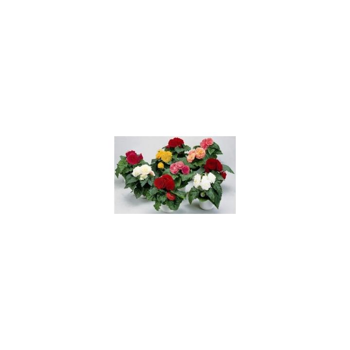 Seminte de flori Begonia Tuberhybrida F1 Fortune