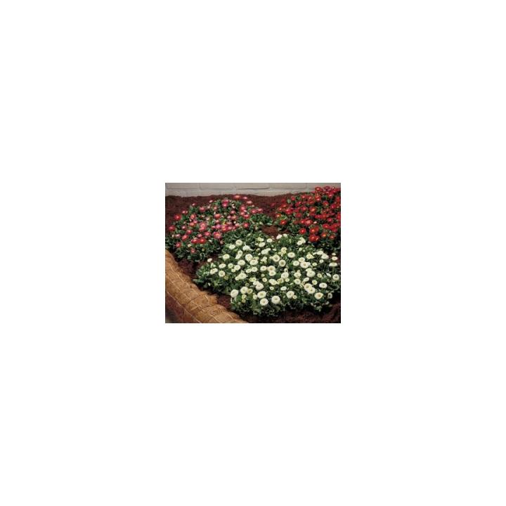 Seminte de flori Bellis Perennis Galaxy, 1000 drajeuri