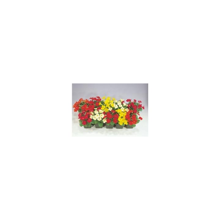 Seminte de flori Mimulus X hibrida Mystic F1, 1000 drajeuri