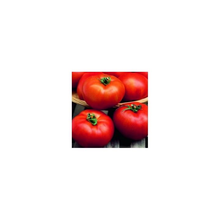 Seminte de tomate Hector F1 (1000 sem)