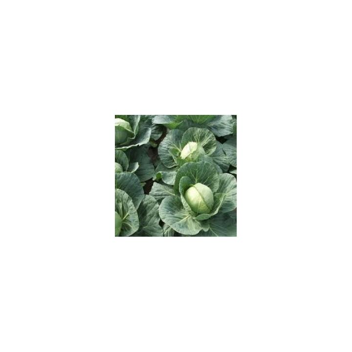 Seminte de varza Delight Ball F1, 1000 sem