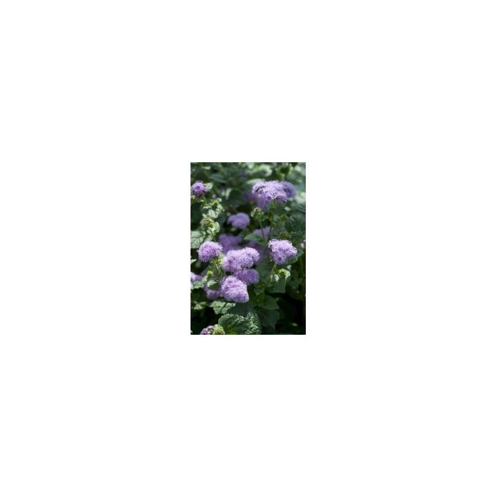 Seminte flori Ageratum Houstonianum Blue Horizon F1