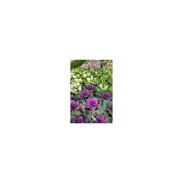 Seminte flori Brassica Olareacea F1 Nagoya, 1000 drajeuri