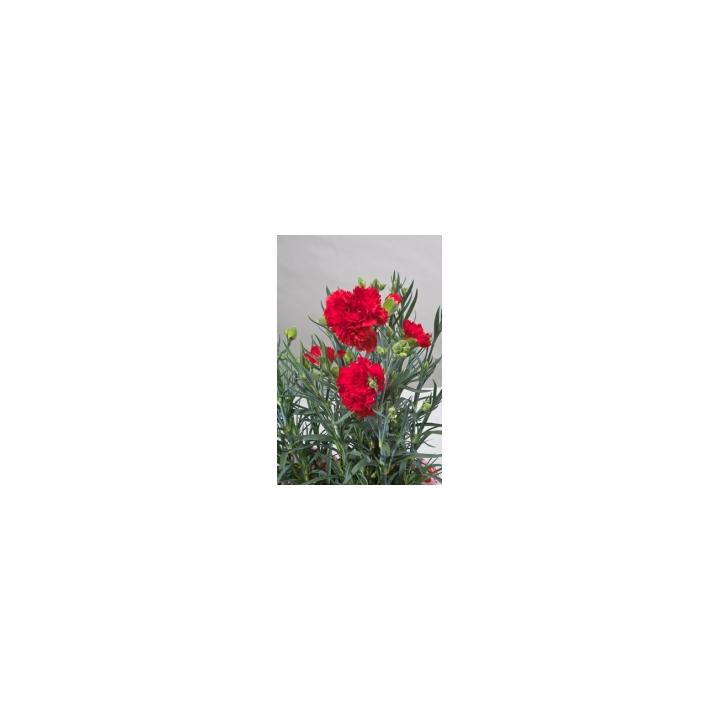 Seminte flori Dianthus Caryophyllus Can Can F1