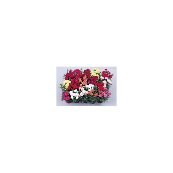 Seminte flori Dianthus Caryophyllus Lillipot, 1000 drajeuri