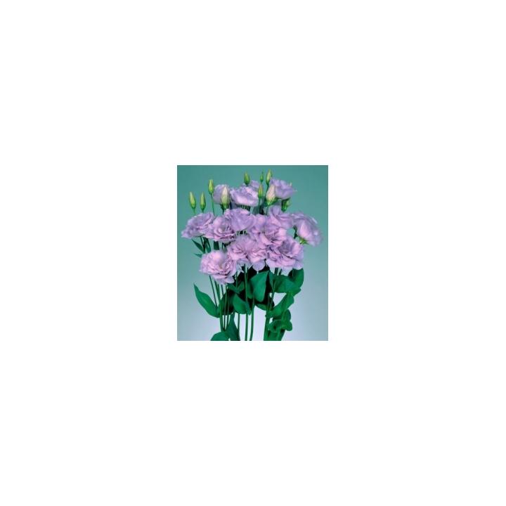 Seminte flori Lisianthus Grandiflorum Echo F1, 1000 drajeuri