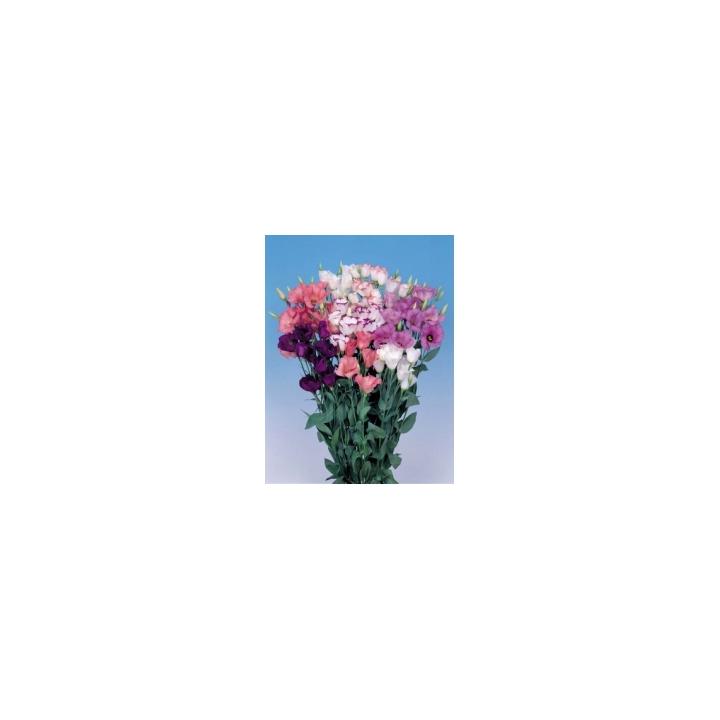Seminte flori Lisianthus Grandiflorum Flamenco F1