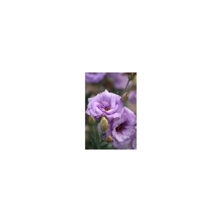 Seminte flori Lisianthus Grandiflorum Mariachi F1