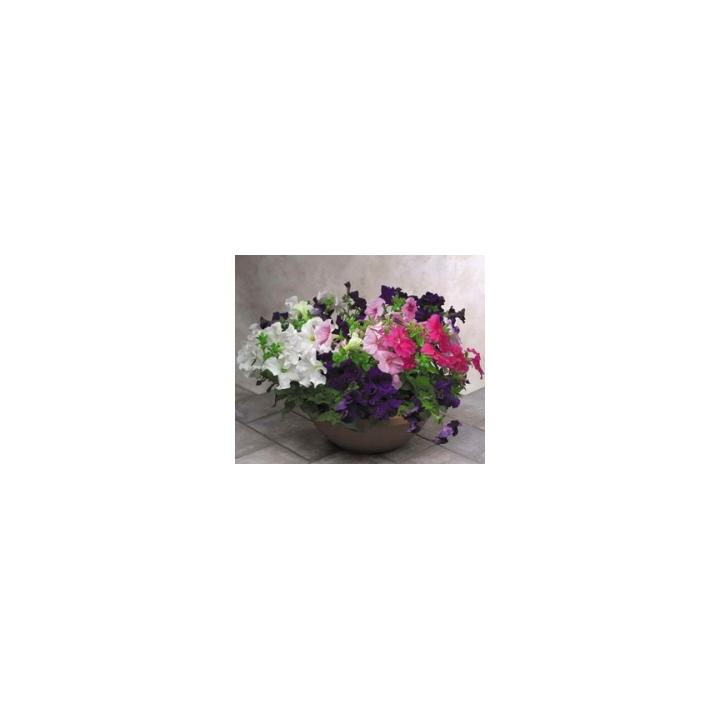 Seminte flori Petunia Grandiflora Eagle F1, 1000 drajeuri