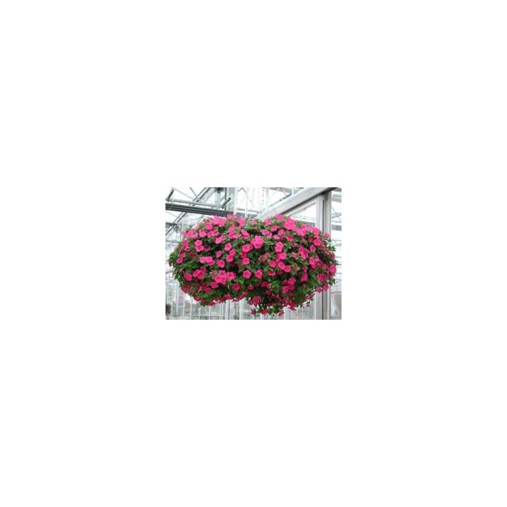 Seminte flori Petunia Grandiflora Pendula Explorer F1