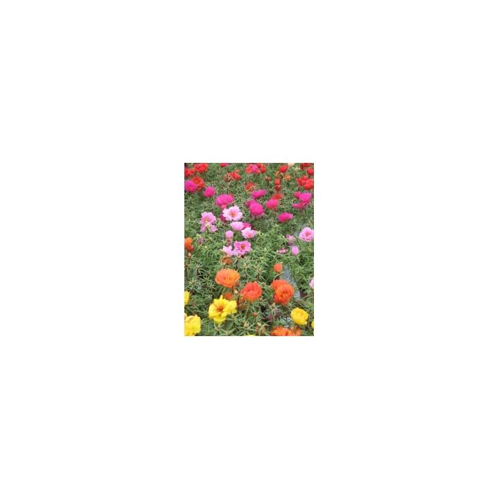 Seminte flori Portulaca Grandiflora Sunseeker F1