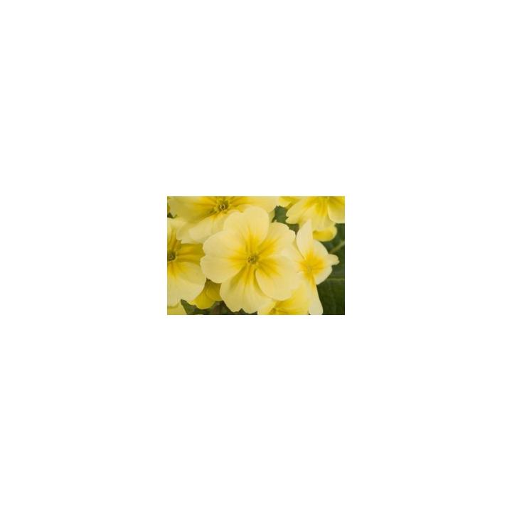 Seminte flori Primula Polyantha Supernova F1, 1000 seminte