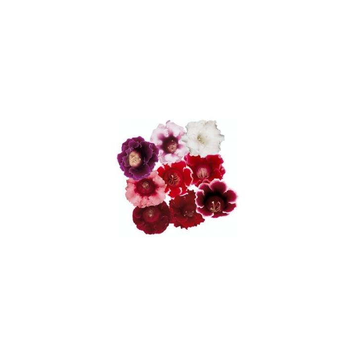 Seminte flori Sinningia (Gloxinia) Speciosa Avanti F1