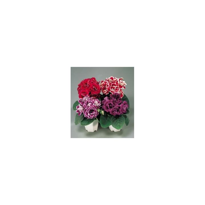 Seminte flori Sinningia (Gloxinia) Speciosa Brocade F1