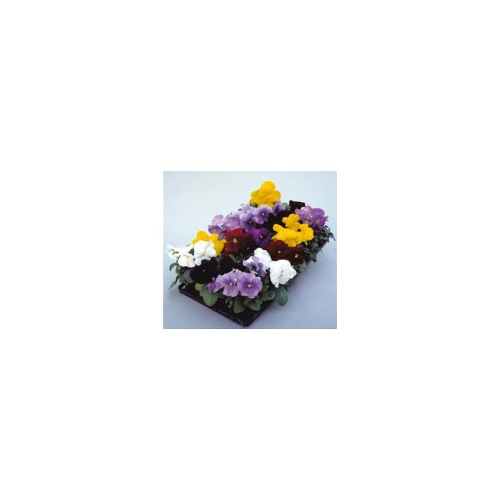 Seminte flori Viola Gigant Dynamite F1, 1000 seminte