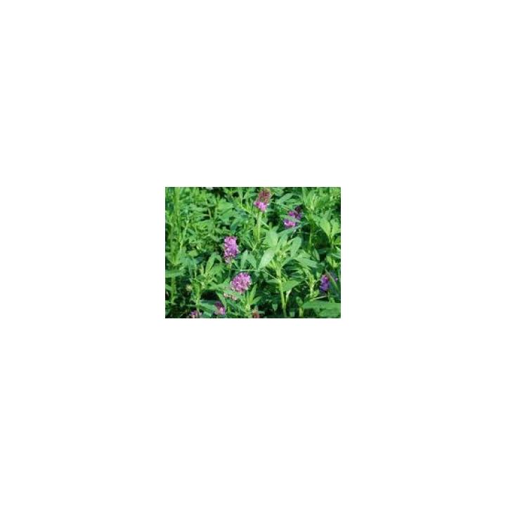 Seminte plante furajere lucerna Pomposa (10 kg)