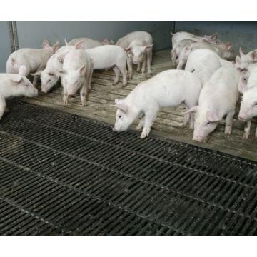 Gratare de fonta ferme porci