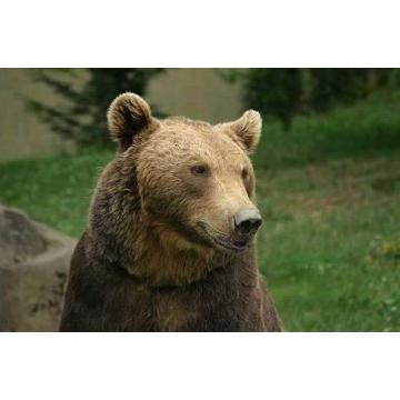 Furaj extrudat pentru ursi