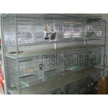 Custi chinchilla pentru crescatorii