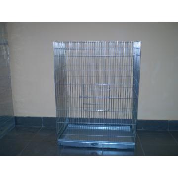 Custi-colivii canari papagali