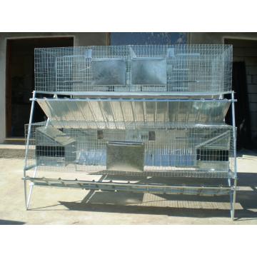 Custi iepuri rase mari si uriasi