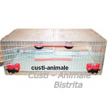 Maternitate pui gaina, curca