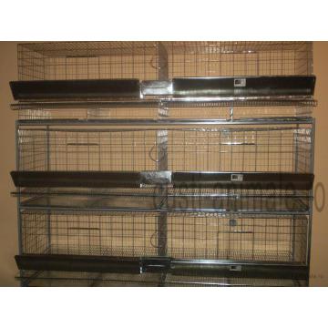 Modul gaini ouatoare 60b