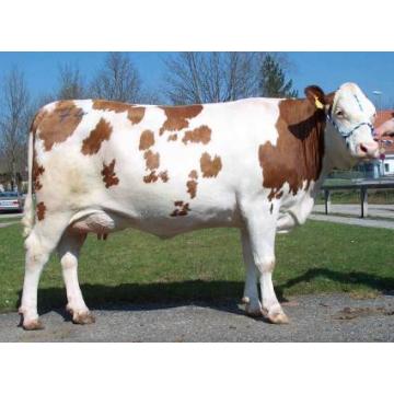 Bovine, juninci gestante, vaci lapte