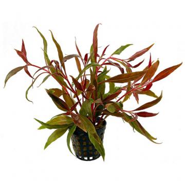 Planta acvariu Alternanthera Rosaefolia