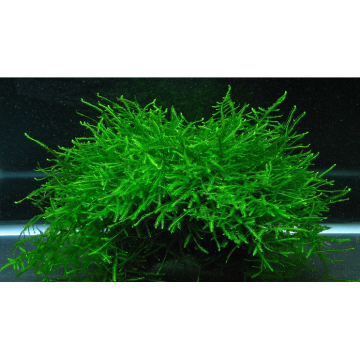 Planta acvariu Christmas Moss (Vesicularia dubyana)