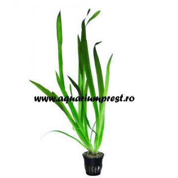 Planta acvariu Vallisneria Gigantea