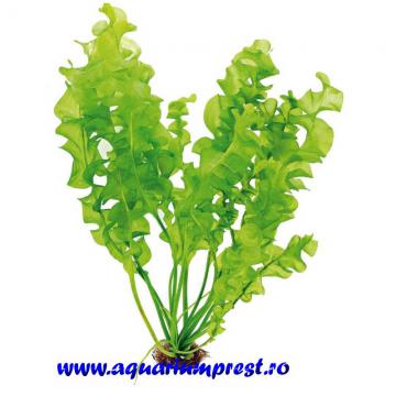 Planta acvatica Aponogeton ulvaceus