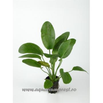 Planta de acvariu Echinodorus Ozelot