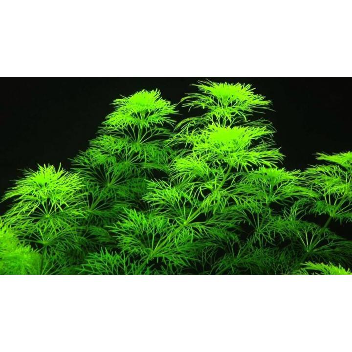 Planta de acvariu Limnophila aquatica