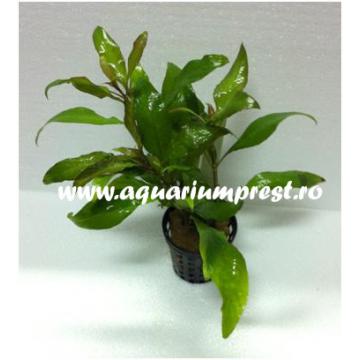 Planta de acvariu Nomaphila stricta thai (Bunch)