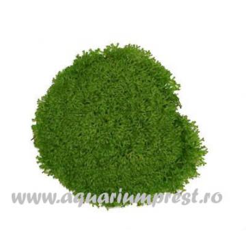 Planta de acvariu Riccia sp. Dwarf