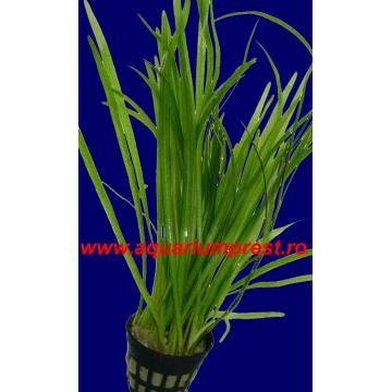 Planta de acvariu Vallisneria americana