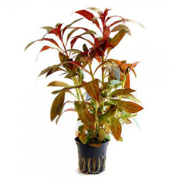 Planta naturala acvariu Ludwigia glandulosa