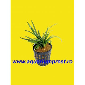 Plante acvaristica Ophiogon japonicum